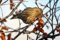 PineSiskin_3431