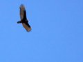 TurkeyVulture_3552