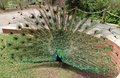 Peacock_0942