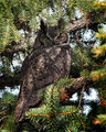 Great Horned Owl