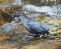 American Dipper