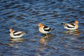 American Avocets