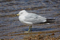 Ring-billed Gull