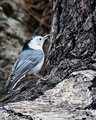 White-breasted Nuthatch