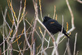 Red-winged Blackbird