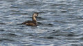 Pied-billed Grebe