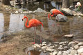 American Flamingo