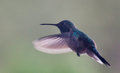 Broad-tailed Hummingbird