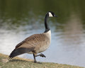 CanadaGoose_1364