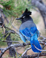 StellersJay_1404_DPC