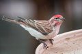 CassinsFinch_1456