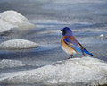 WesternBluebirdMale_1494