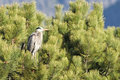 GreatBlueHeron_1688