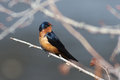 American Barn Swallow