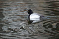 Lesser Scaup