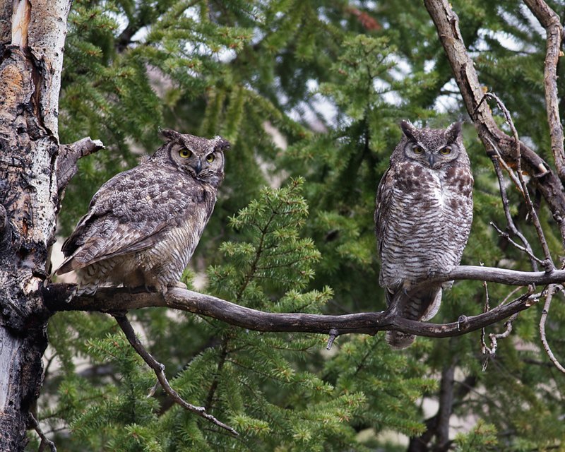 OwlsMatedPair_2425