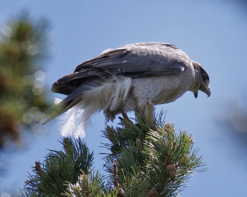 NorthernGoshawk_4407