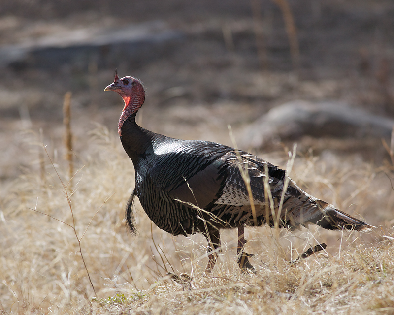 WildTurkey_2697