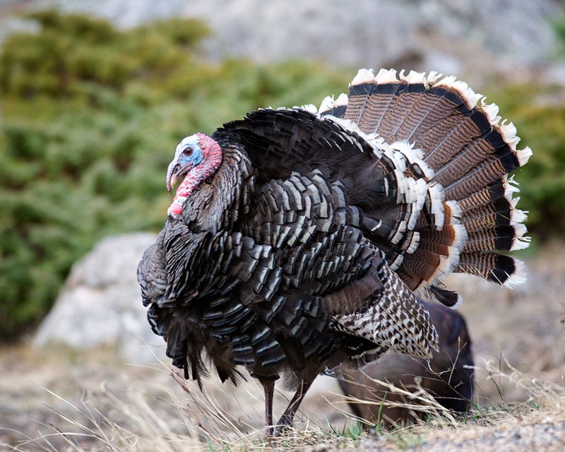 WildTurkey_2799