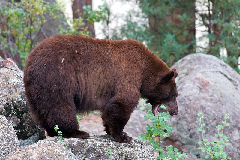 Sow_2547RMNP
