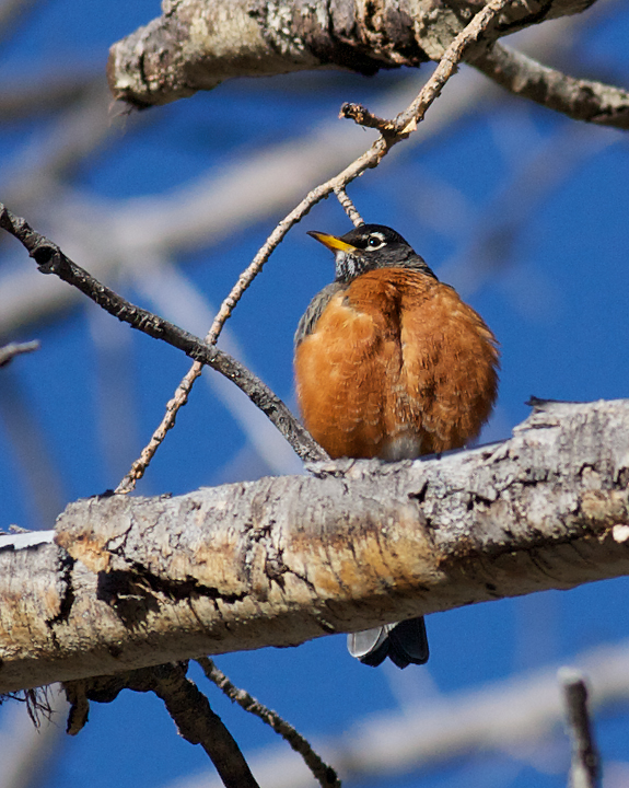 AmericanRobin_2881