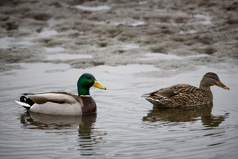 MallardDuckMatedPair_2966