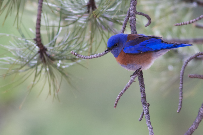 WesternBluebird_2974