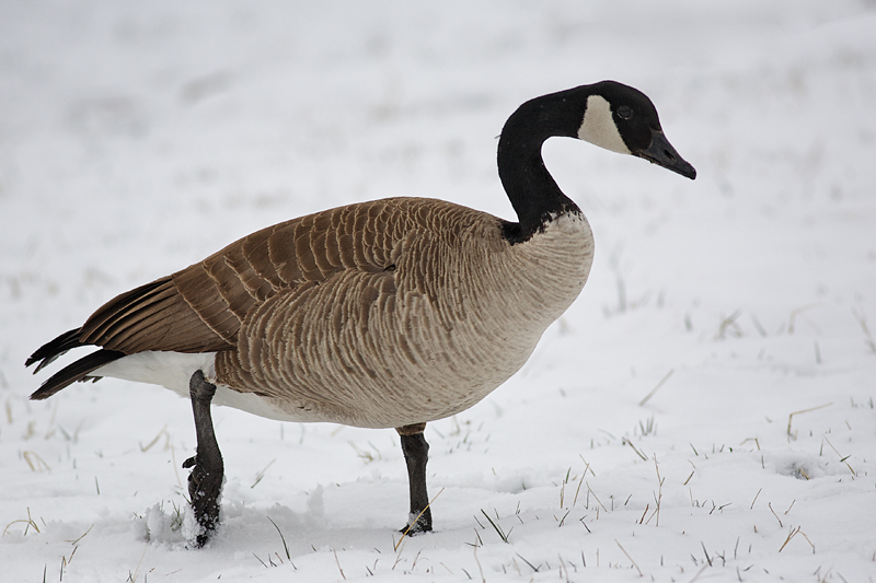 CanadaGoose_3019