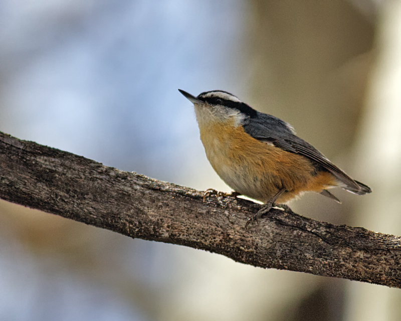 Red-breastedNuthatch_3111