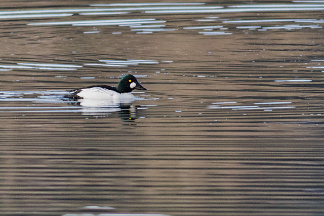 CommonGoldeneye_3172