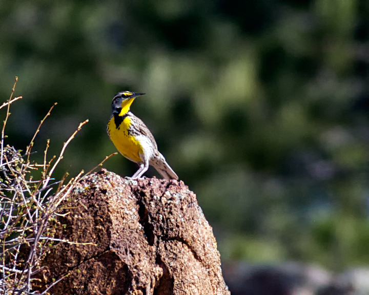 Meadowlark_3380