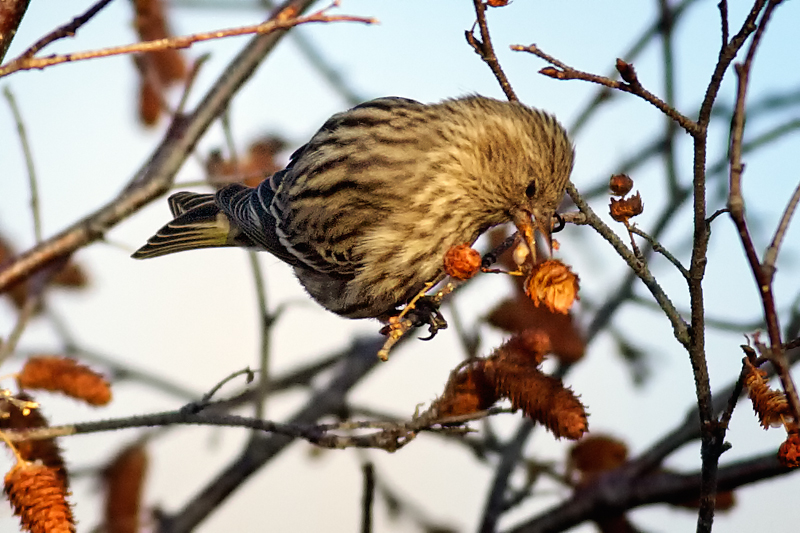 PineSiskin_3431