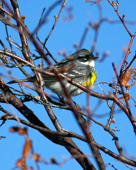 YellowRumpedWarbler_3590