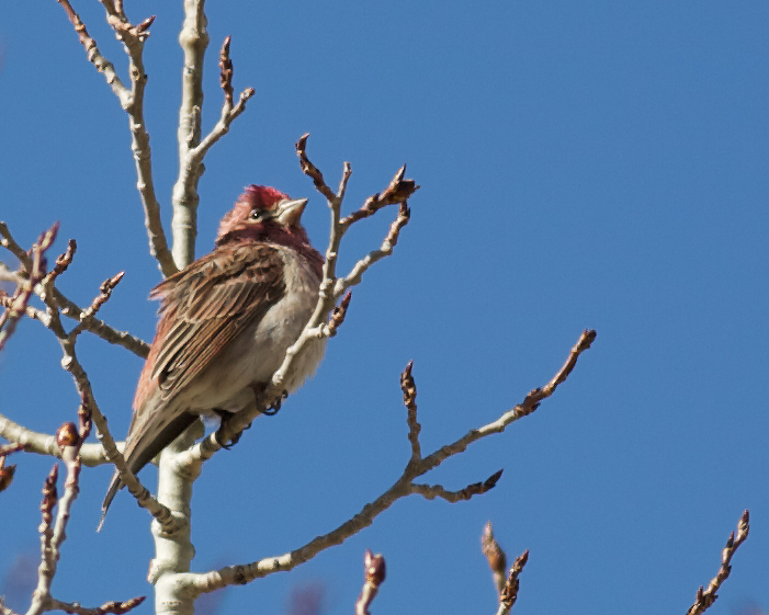 CassinsFinch_3678