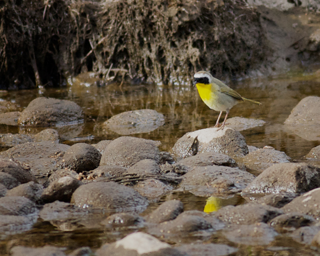CommonYellowthroat_3834