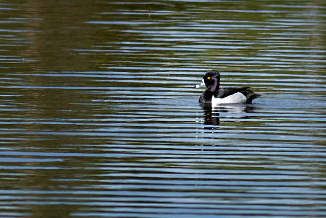 Ring-neckedDuck_3853