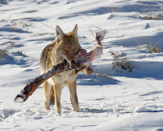 CoyoteWinterKill_3401DA