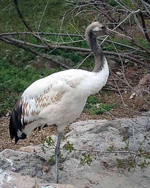 WoodStork_0945