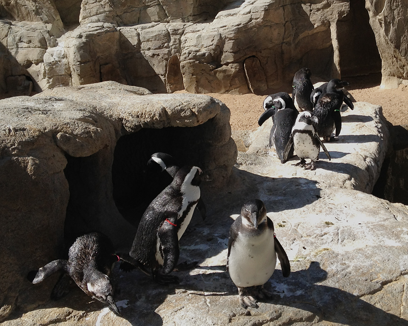 AfricanPenguins_0919