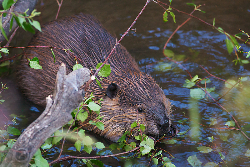 Beaver_4296RMNP