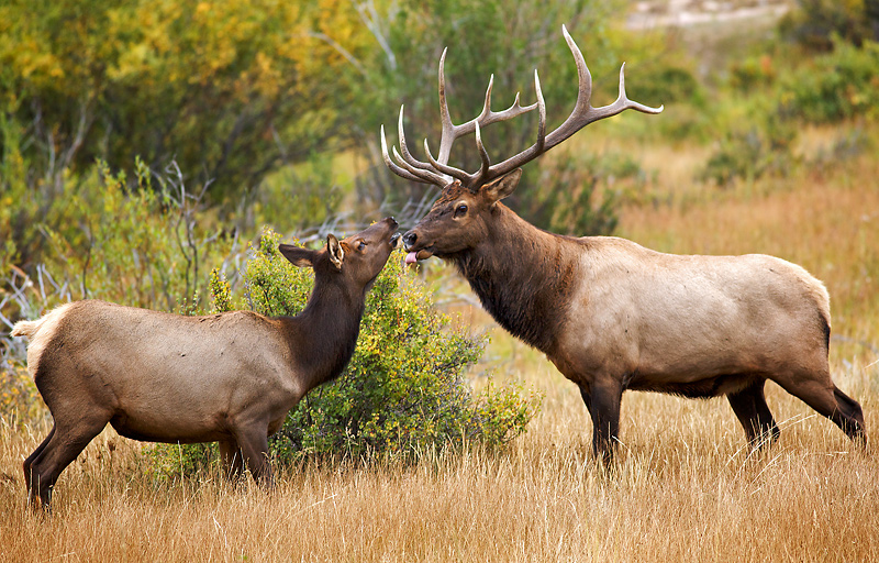 KissoftheWapiti_4613v3cafe