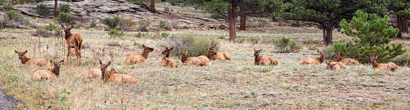 ElkNursery_6621