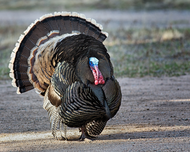 WildTurkeyTom