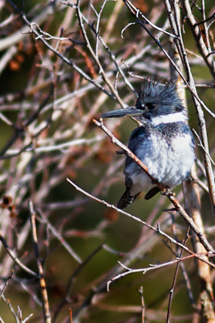 Kingfisher_3608