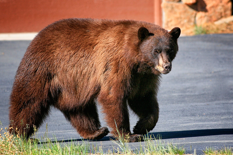BearJune2_5187
