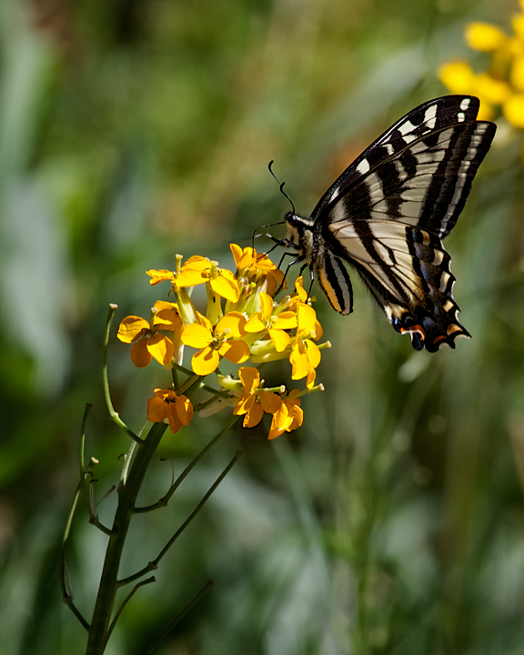 Two-tailed Swallowtail Butterfly  