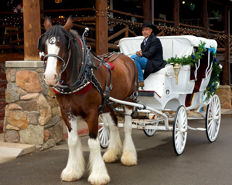 ClydesdaleCarriage_4287DA