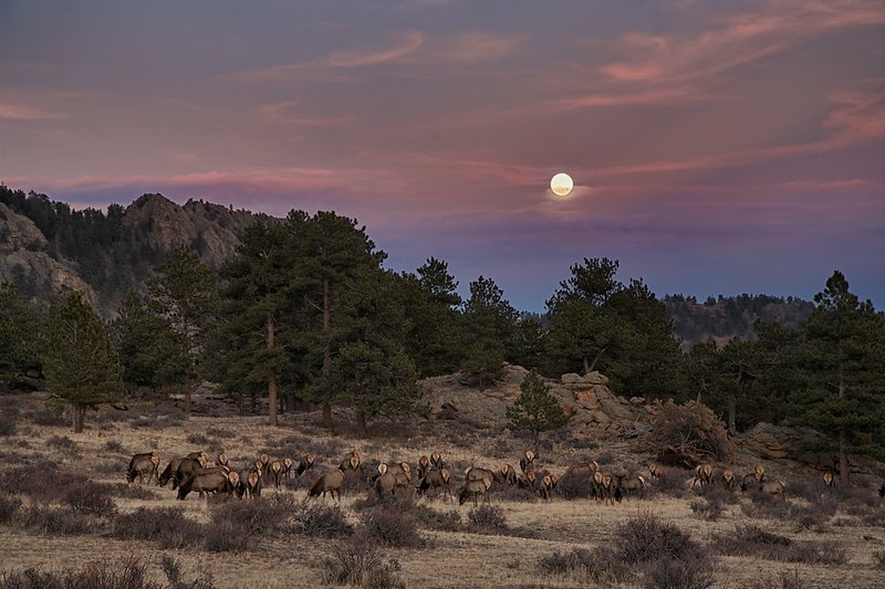 MoonriseElkHerd_9843DPC