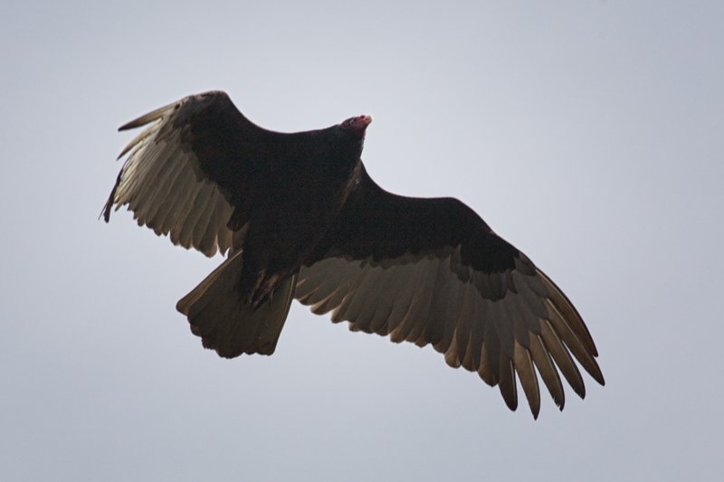 TurkeyVulture_3694