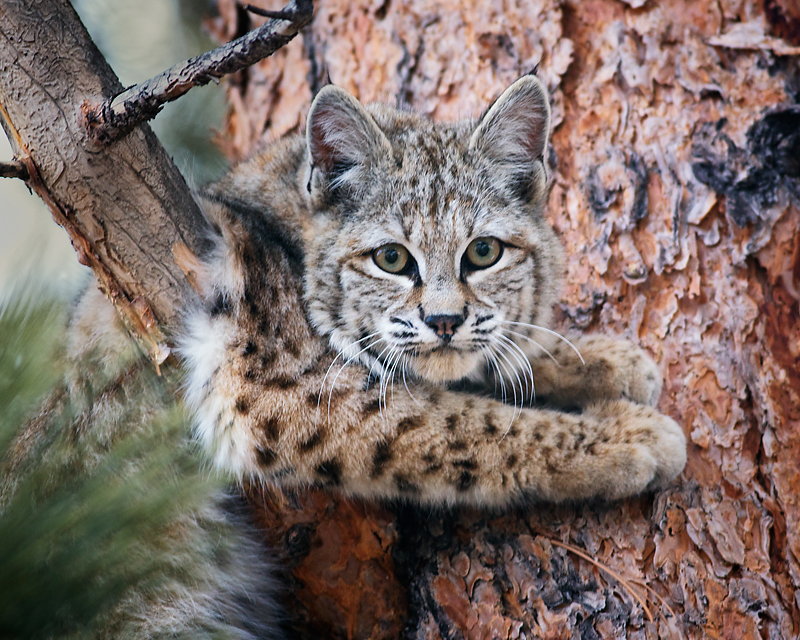 BobcatAdjust_7057